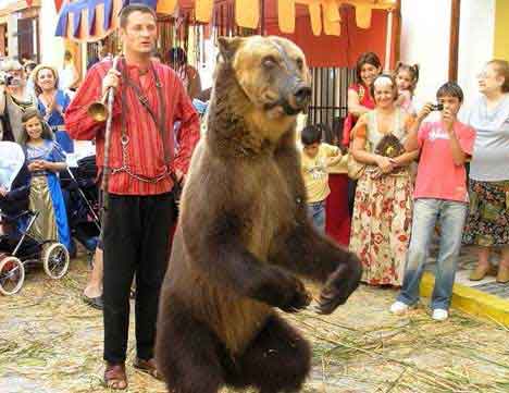 dancing-bear